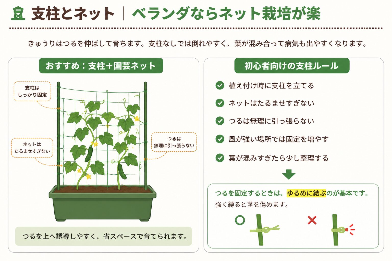 きゅうりのプランター栽培で支柱と園芸ネットを使う方法。初心者向けの支柱ルールと、つるをゆるめに結ぶコツを示した図解
