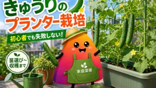 きゅうりのプランター栽培｜初心者でも失敗しない育て方を苗選びから収穫まで解説