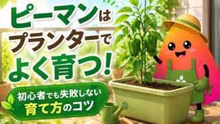 ピーマンのプランター栽培｜初心者でも失敗しない苗の植え付け・支柱・収穫のコツ