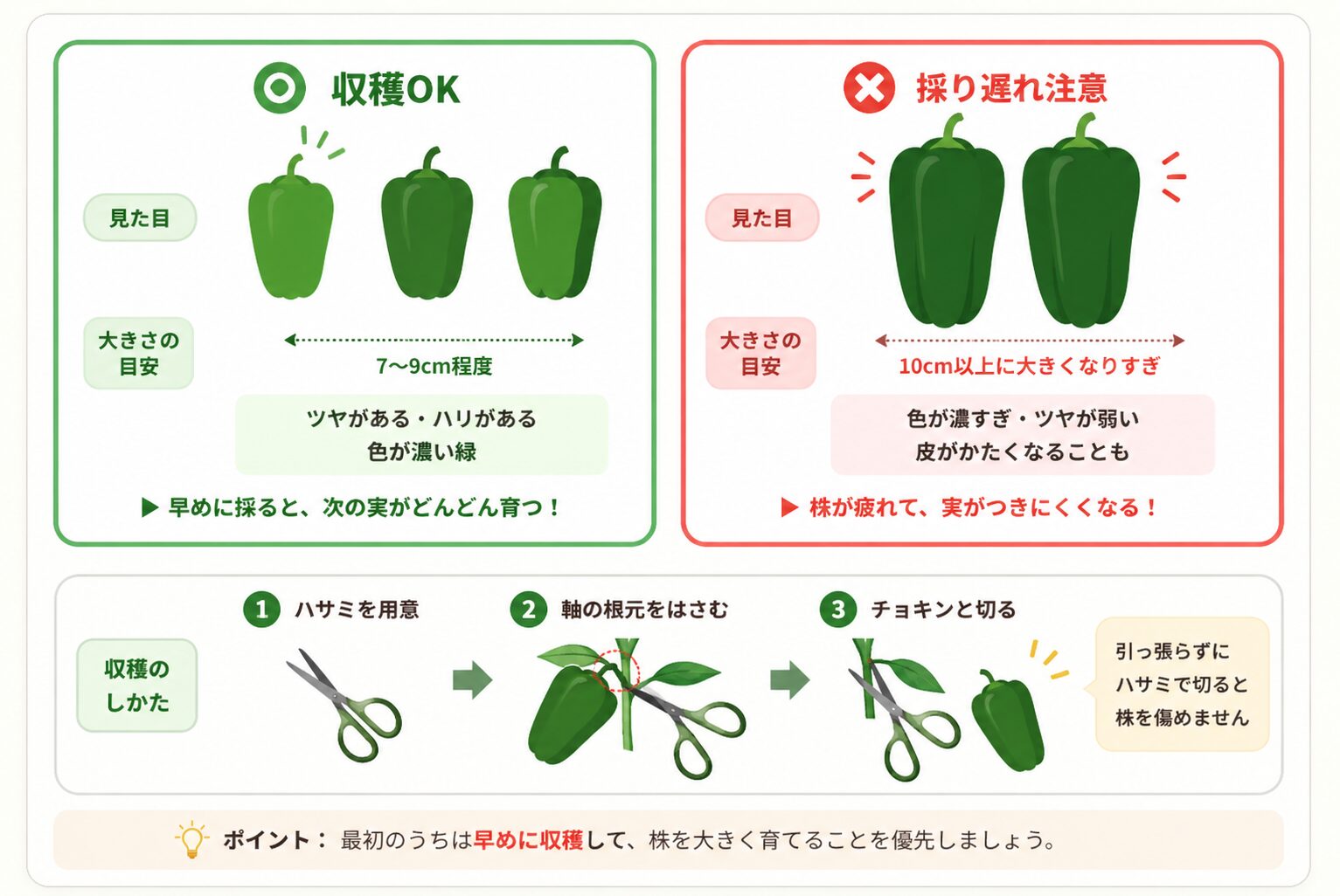 ピーマンの収穫タイミングと採り方の図解
