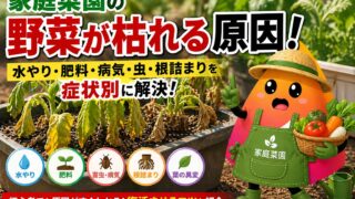 家庭菜園で野菜が枯れる原因は？症状別の見分け方と復活させるコツ