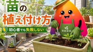 家庭菜園の苗の植え付け方｜初心者でもプランターで失敗しない手順を解説