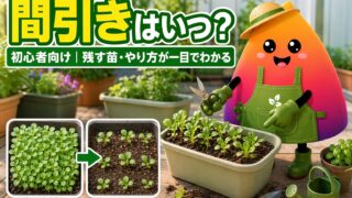 家庭菜園の間引きはいつ？初心者向けにタイミング・残す苗・やり方を解説