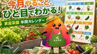 家庭菜園は今月何をする？初心者向け年間カレンダーと月別作業表