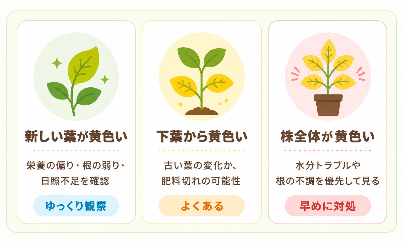 黄色い葉が新しい葉・下葉・株全体のどこに出ているかで原因を見分ける図解