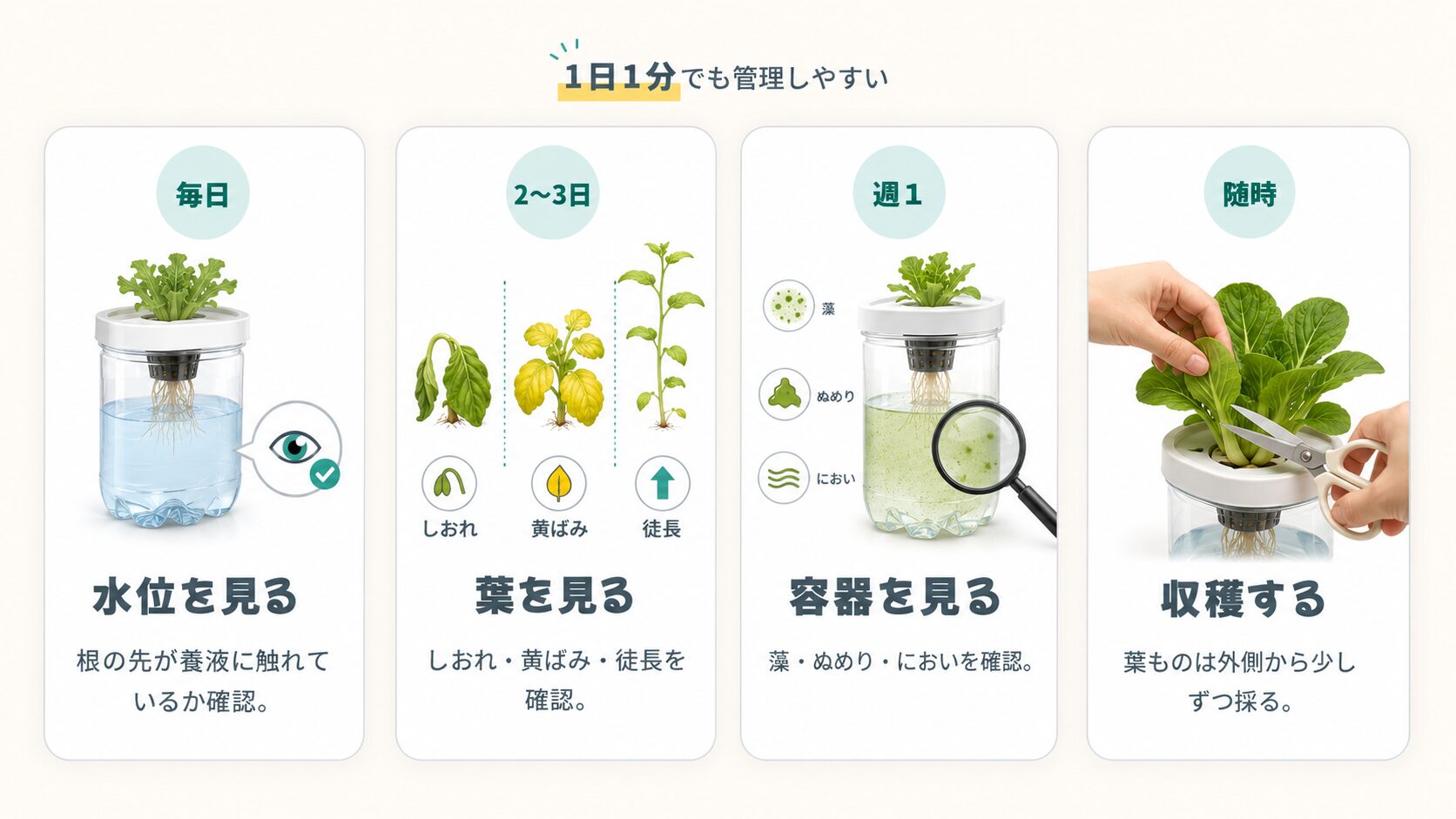 ペットボトル水耕栽培の1週間の管理スケジュールをまとめた図解