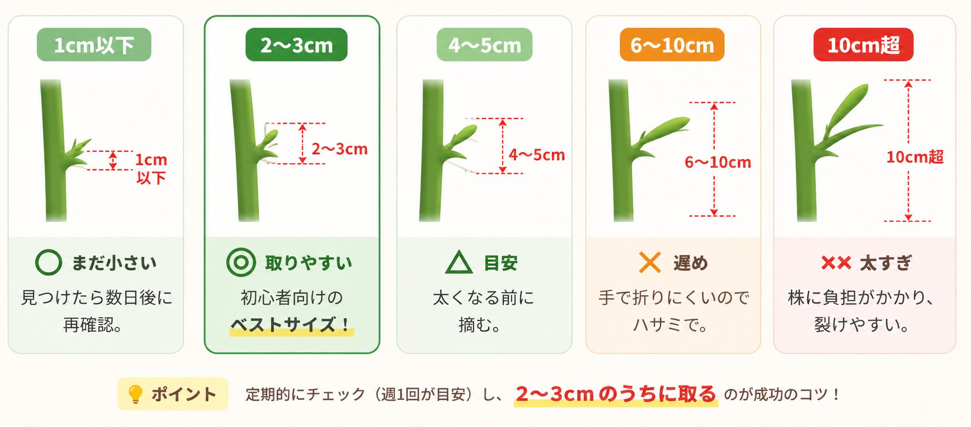 ミニトマトのわき芽を取る長さの目安を1cm以下・2〜3cm・4〜5cm・6〜10cm・10cm超で比較した早見表
