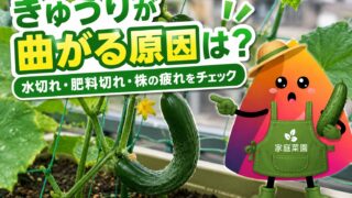 きゅうりが曲がる原因は？水やり・肥料不足・収穫遅れの対策を初心者向けに解説