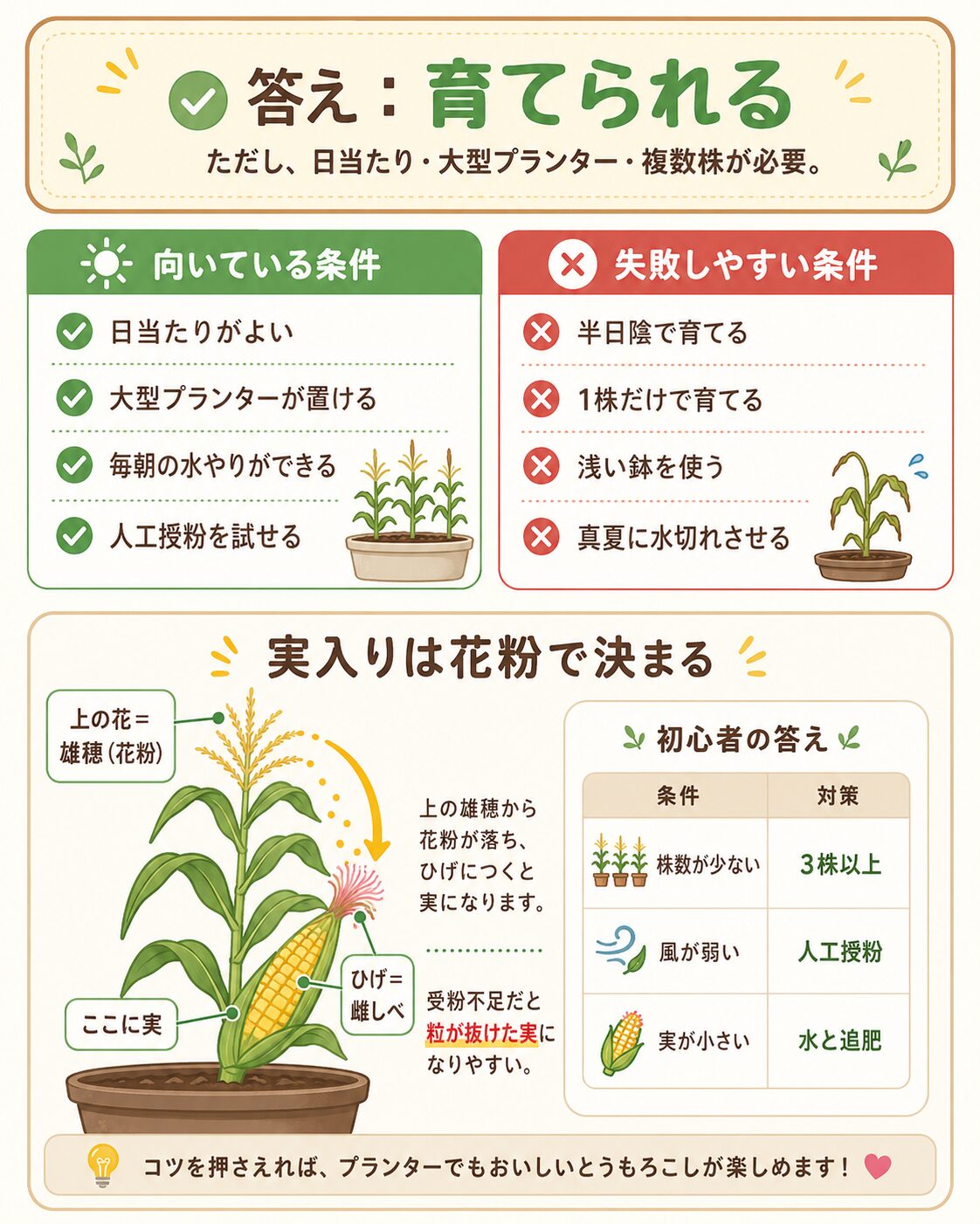 とうもろこしがプランターで育つ条件と失敗しやすい条件の図解