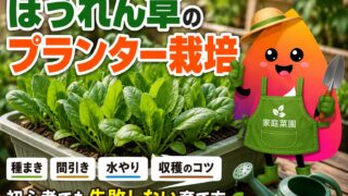 ほうれん草のプランター栽培完全ガイド｜初心者でも失敗しない種まき・間引き・収穫のコツ