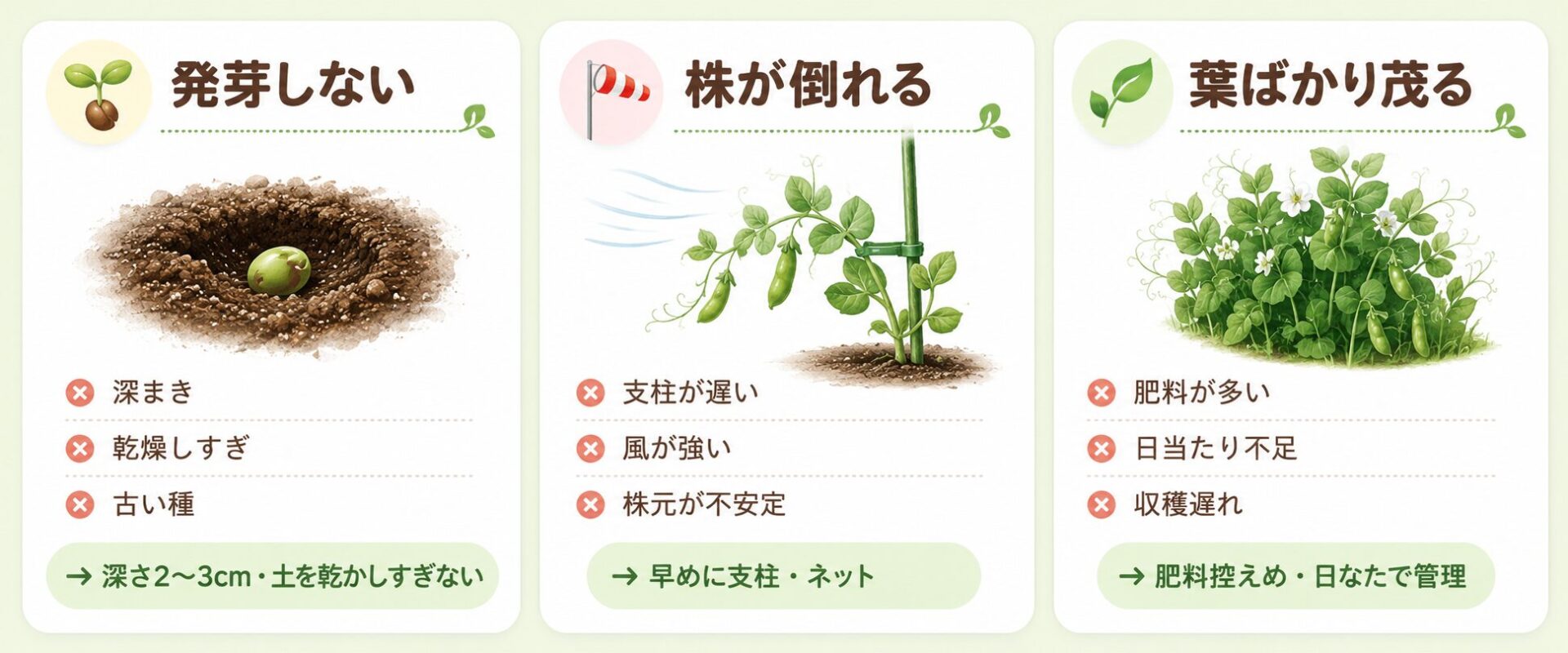 スナップエンドウ栽培で発芽しない株が倒れる葉ばかり茂る原因と対策