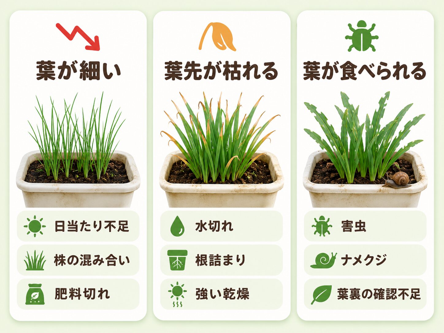 ニラ栽培でよくある失敗と症状別の原因
