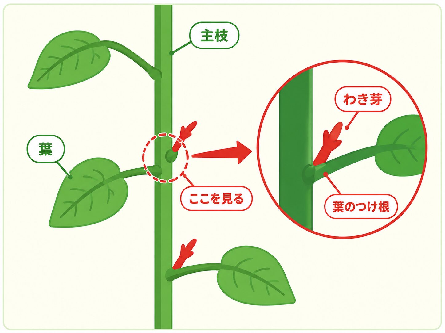 ミニトマトの主枝・葉・わき芽の位置が一目でわかる図解