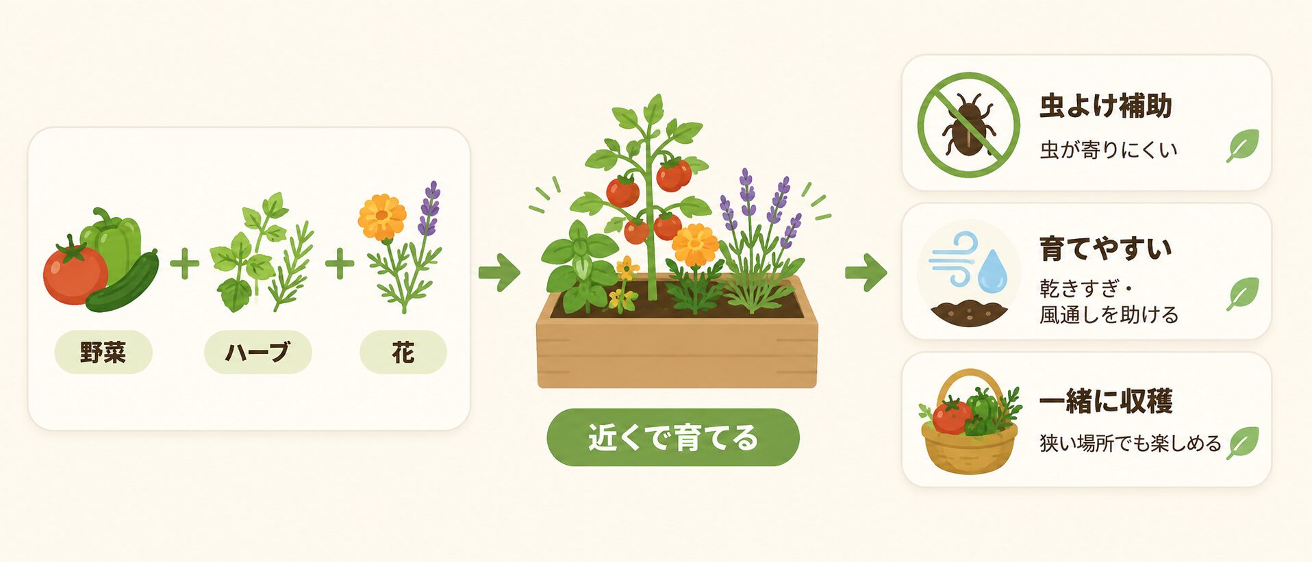 コンパニオンプランツの効果を示す図解。虫が寄りにくい、育てやすい、一緒に収穫できることを説明