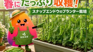 スナップエンドウのプランター栽培｜初心者でも失敗しない種まき・支柱・収穫のコツ
