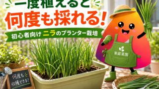 ニラのプランター栽培｜初心者でも何度も収穫できる育て方・株分け・冬越しのコツ