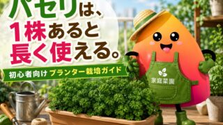パセリのプランター栽培｜初心者でも長く収穫できる育て方・摘み方・冬越しのコツ