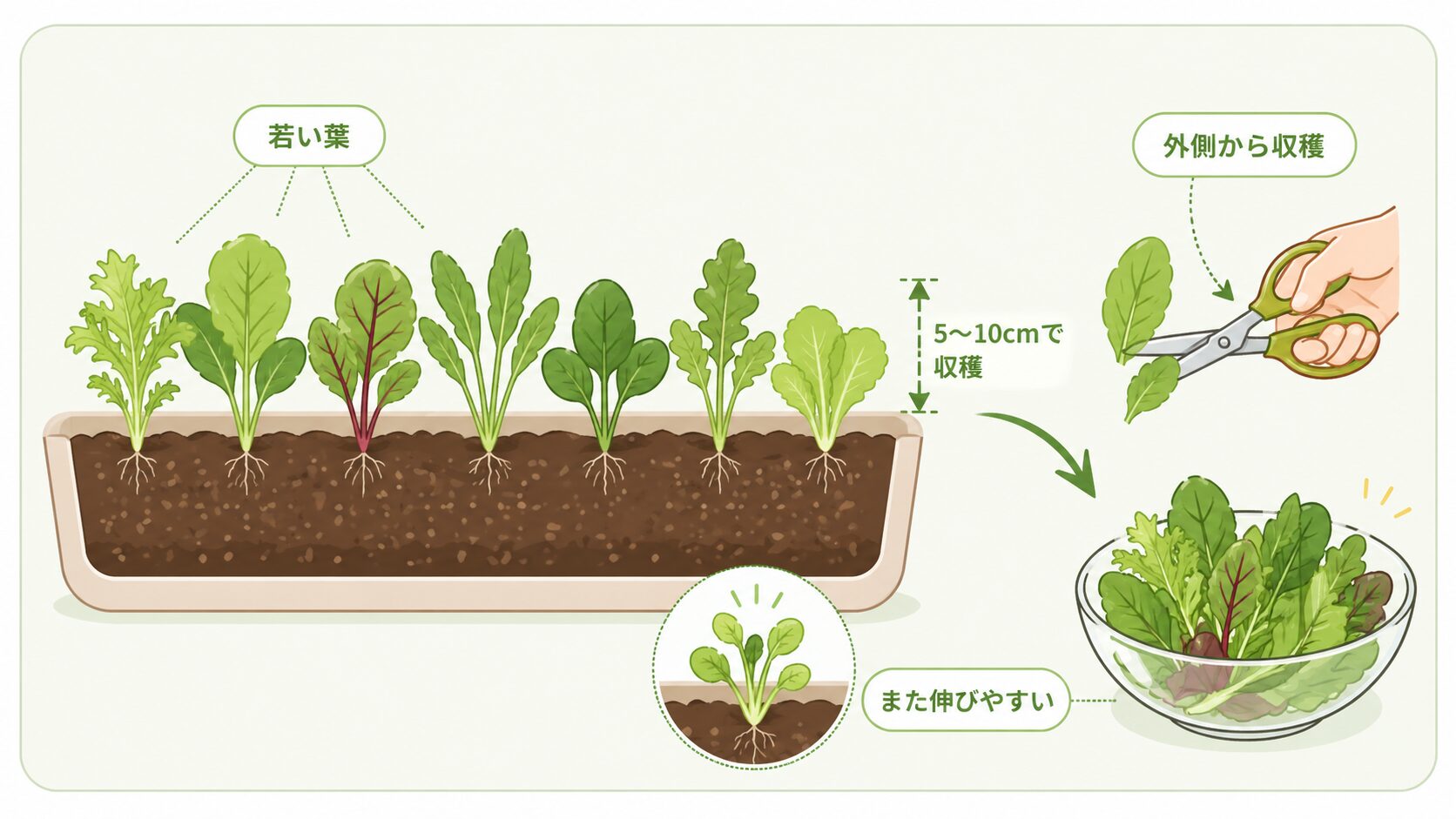 ベビーリーフとは若い葉を5〜10cmで収穫し外側から採る野菜であることを示す図解