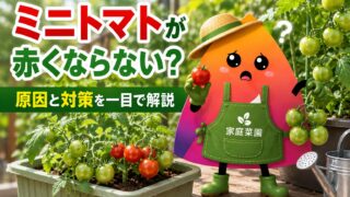 ミニトマトが赤くならない原因は？初心者向けに対策・追熟・収穫タイミングを解説