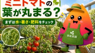 ミニトマトの葉が丸まる原因は？水切れ・暑さ・肥料過多の見分け方と対策