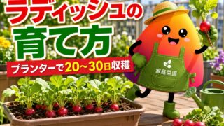 ラディッシュの育て方｜プランターで失敗しない種まき・間引き・収穫のコツ