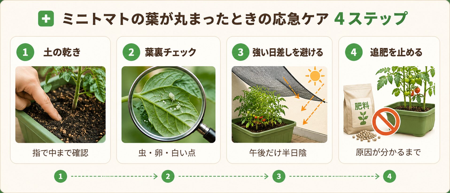 ミニトマトの葉が丸まった時の応急処置4ステップ