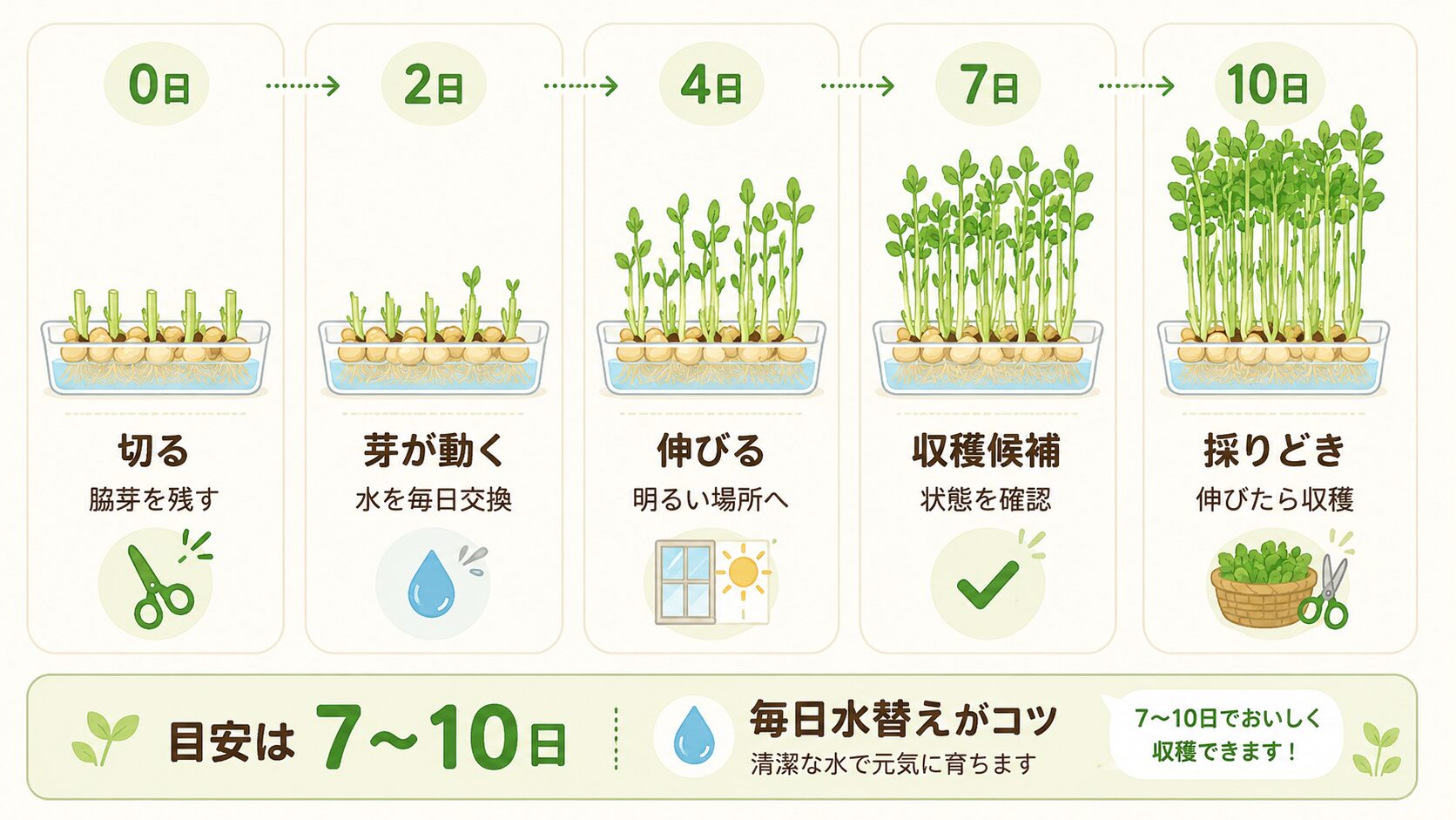 豆苗の再生スケジュール。0日、2日、4日、7日、10日の成長目安を示した図解