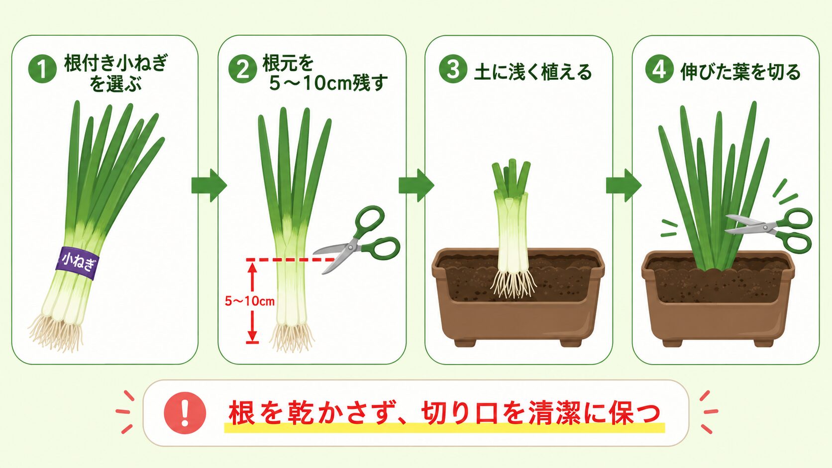 小ねぎの再生栽培の流れを4ステップで示した図解