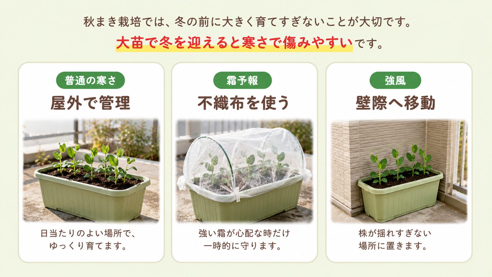 スナップエンドウの冬越し管理と寒さ対策