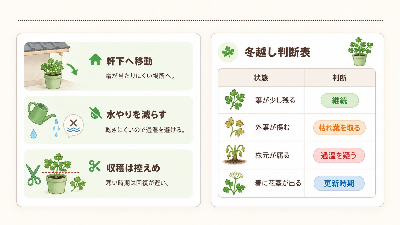 パセリの冬越し管理と状態別の判断表