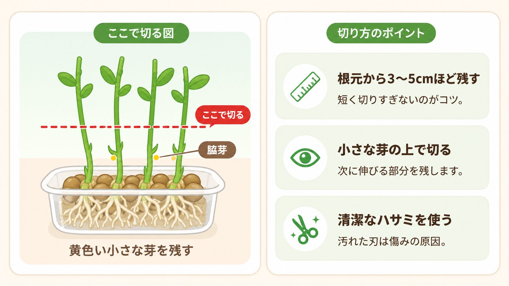 豆苗の切る位置。脇芽を残して根元から3〜5cmほど上で切る方法を示した図解