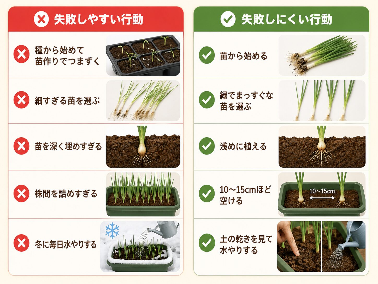 玉ねぎ栽培で初心者がやりがちな失敗と失敗しにくい行動。種から始める、細すぎる苗、深植え、株間不足、水やりすぎの対策