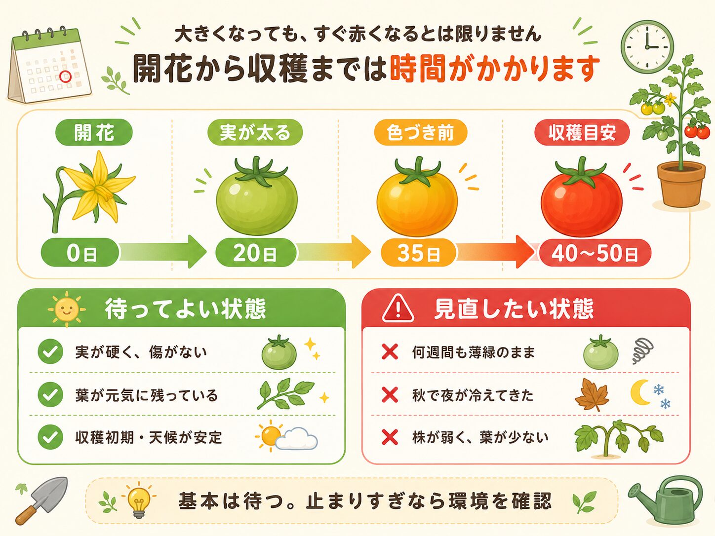 ミニトマトが赤くなるまでの日数と待ってよい状態を示した図解
