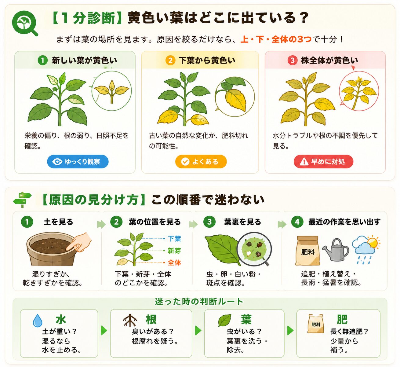葉が黄色い原因を土・葉の位置・葉裏・最近の作業の順番で確認する図解