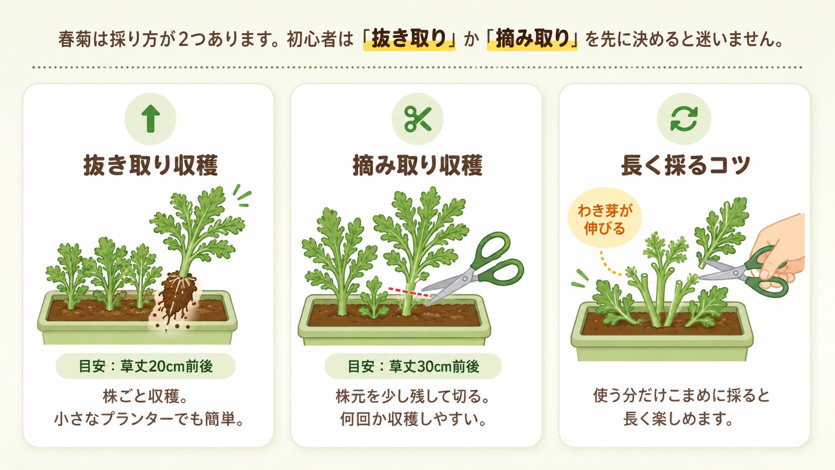 春菊の抜き取り収穫と摘み取り収穫の違い