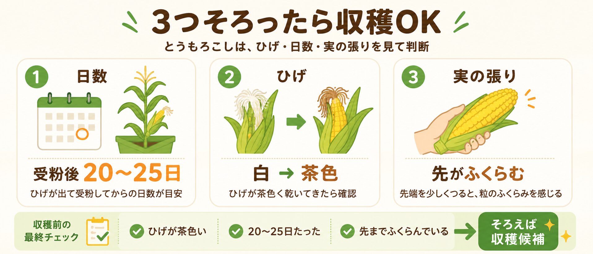 とうもろこしの収穫タイミングを日数・ひげ・実の張りで判断する図解