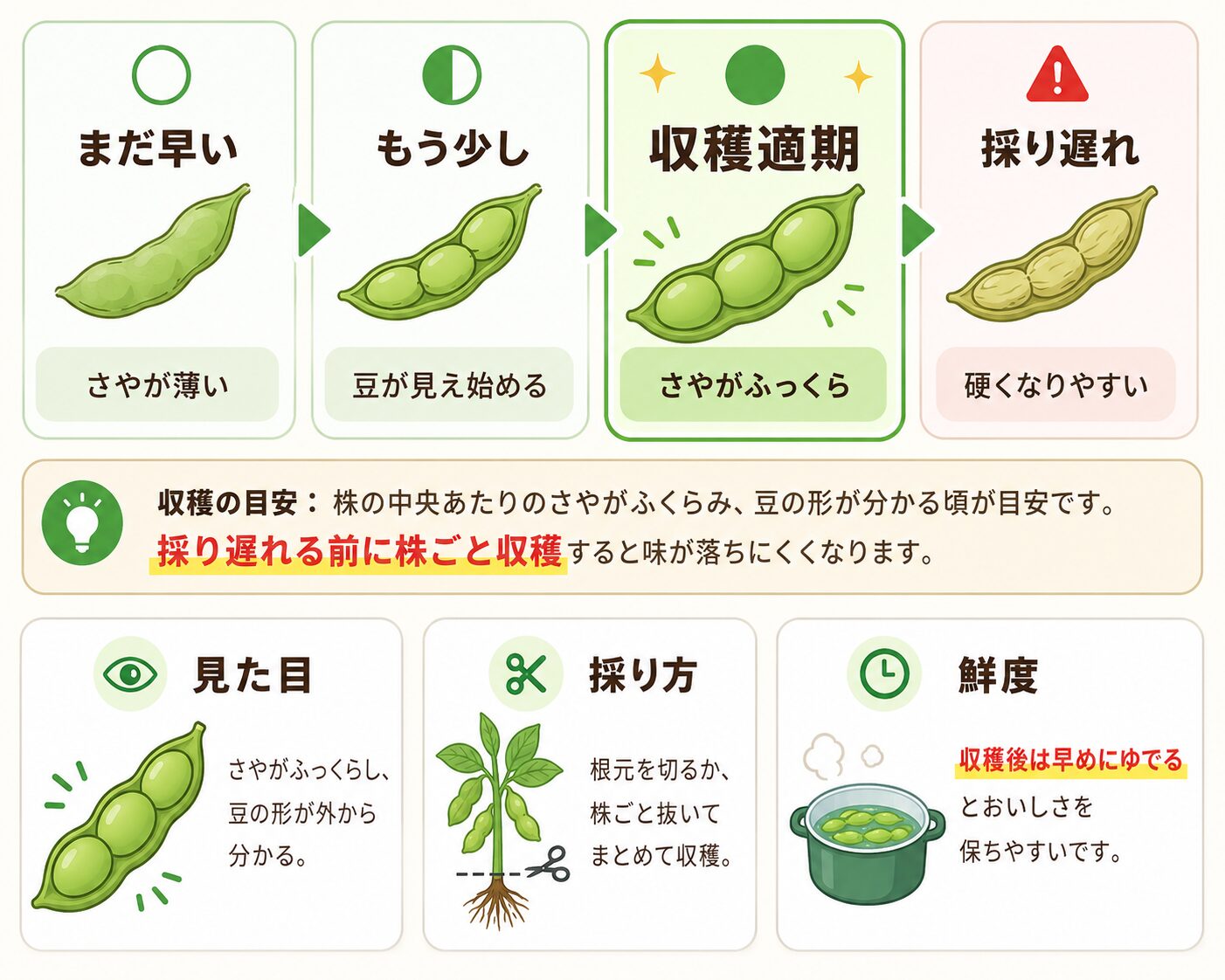 枝豆の収穫タイミング。まだ早い、もう少し、収穫適期、採り遅れの違いと収穫方法を図解