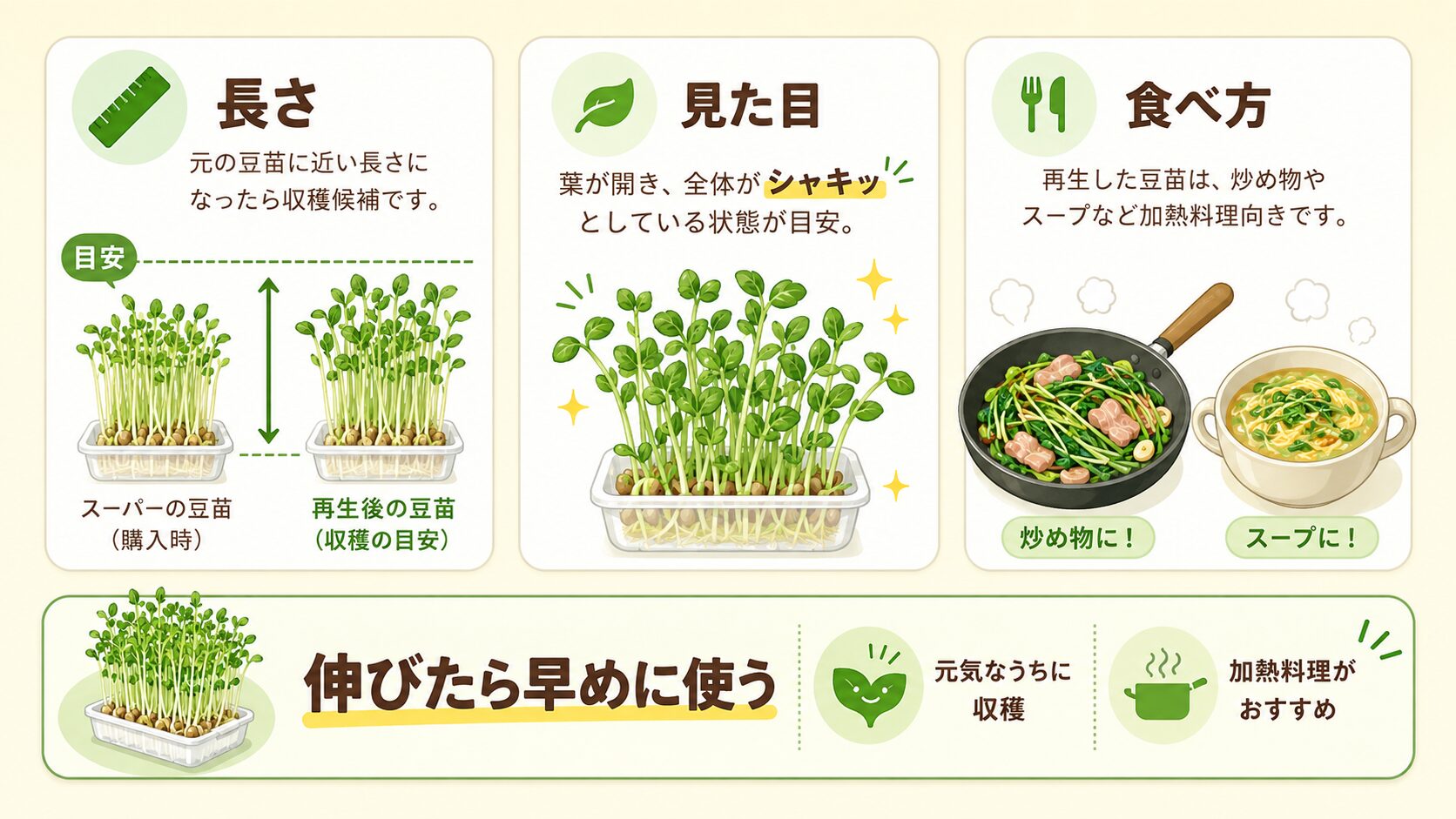 豆苗の収穫タイミング。長さ、見た目、食べ方を初心者向けに説明した図解