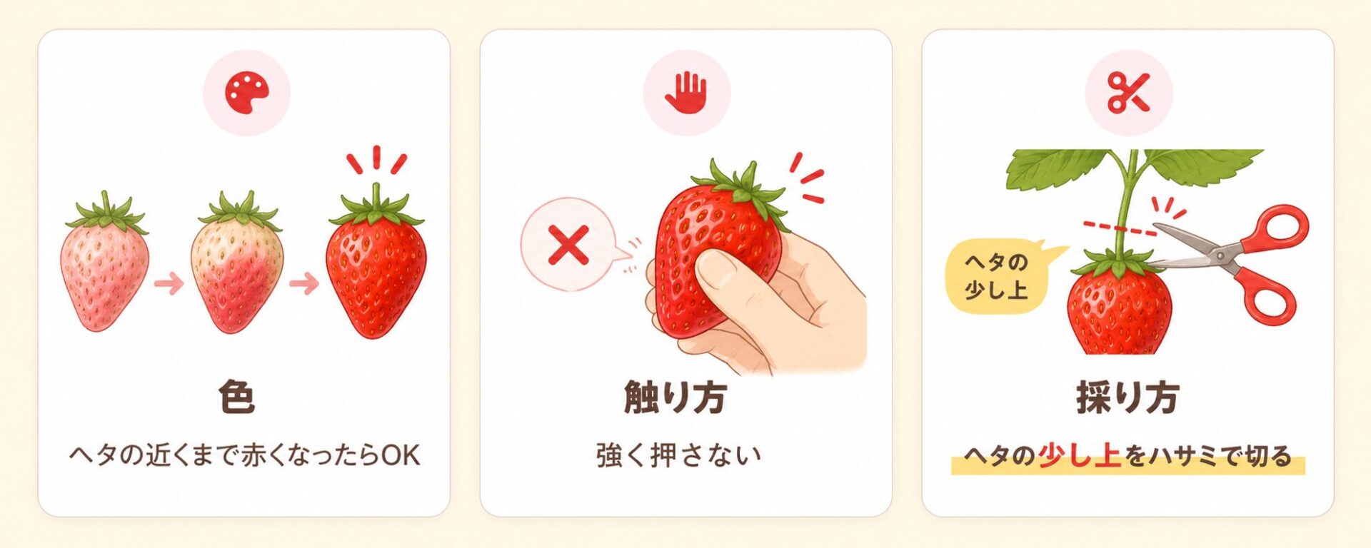 いちごの収穫タイミング。ヘタの近くまで赤くなったら収穫し、強く押さずハサミで切る図解