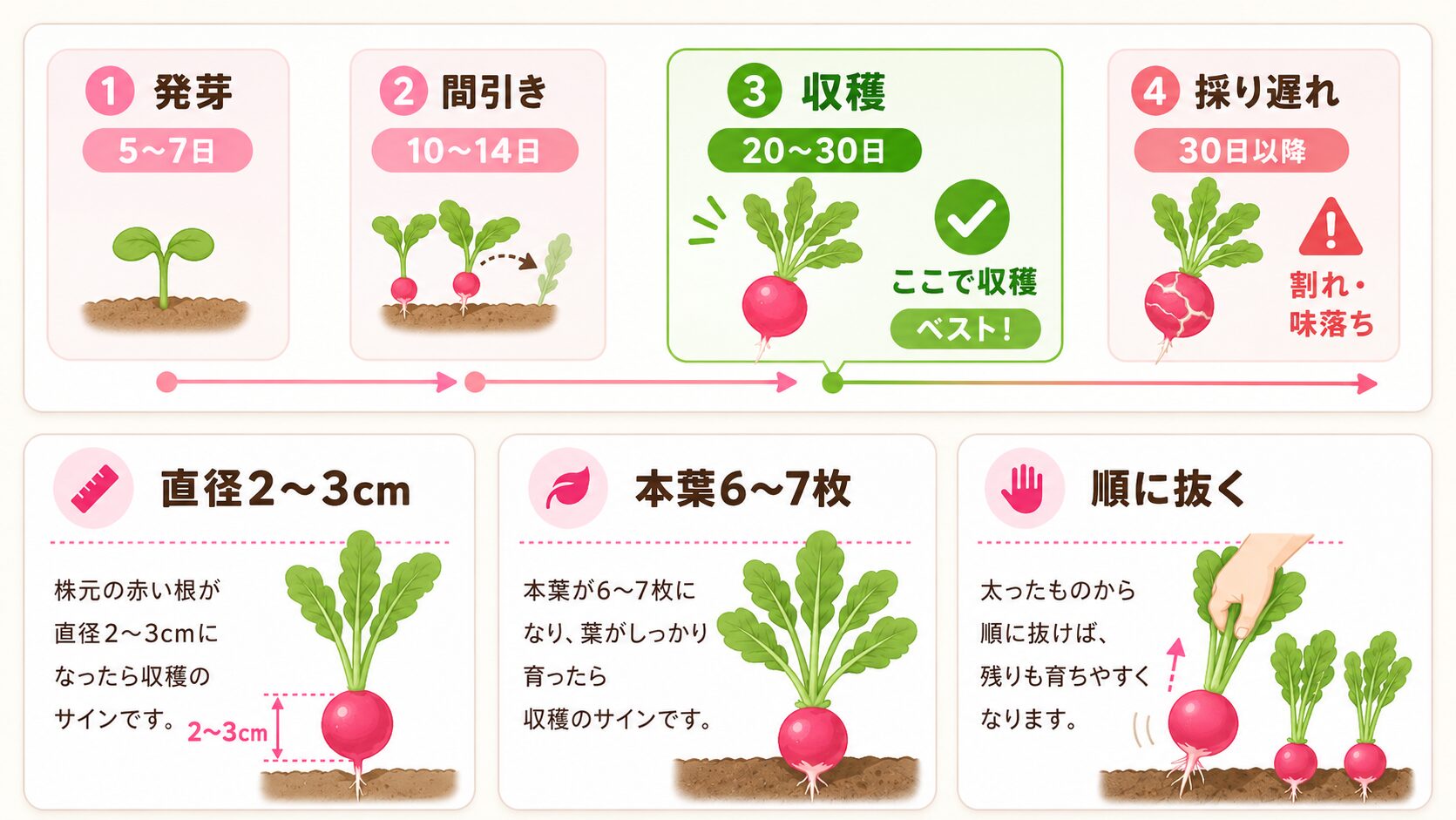 ラディッシュの収穫タイミング。5〜7日で発芽、10〜14日で間引き、20〜30日で収穫、30日以降は採り遅れを示した図解