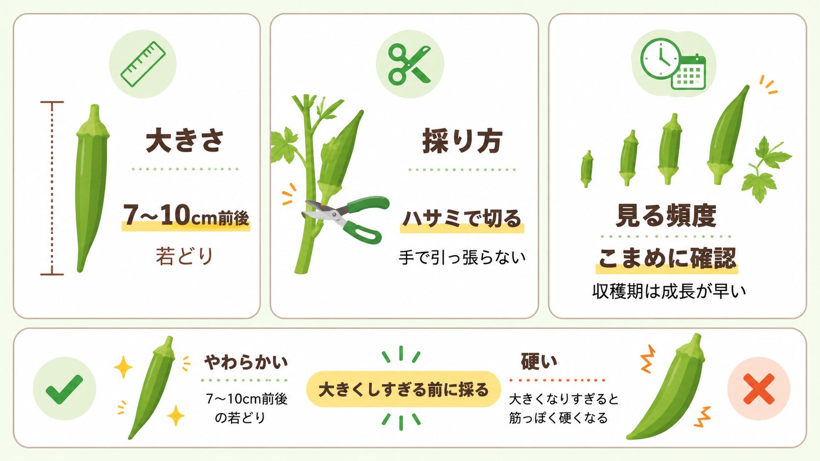 オクラの収穫タイミング・大きさ・採り方を示した図解