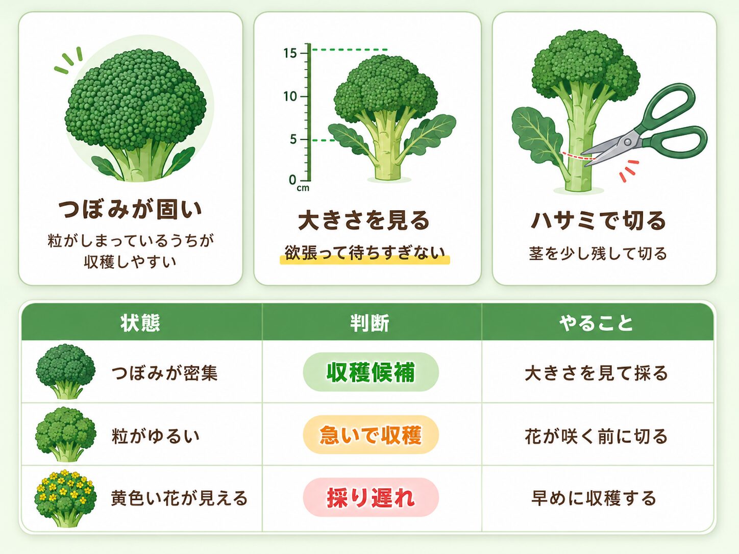 ブロッコリーの収穫タイミングと採り遅れの見分け方