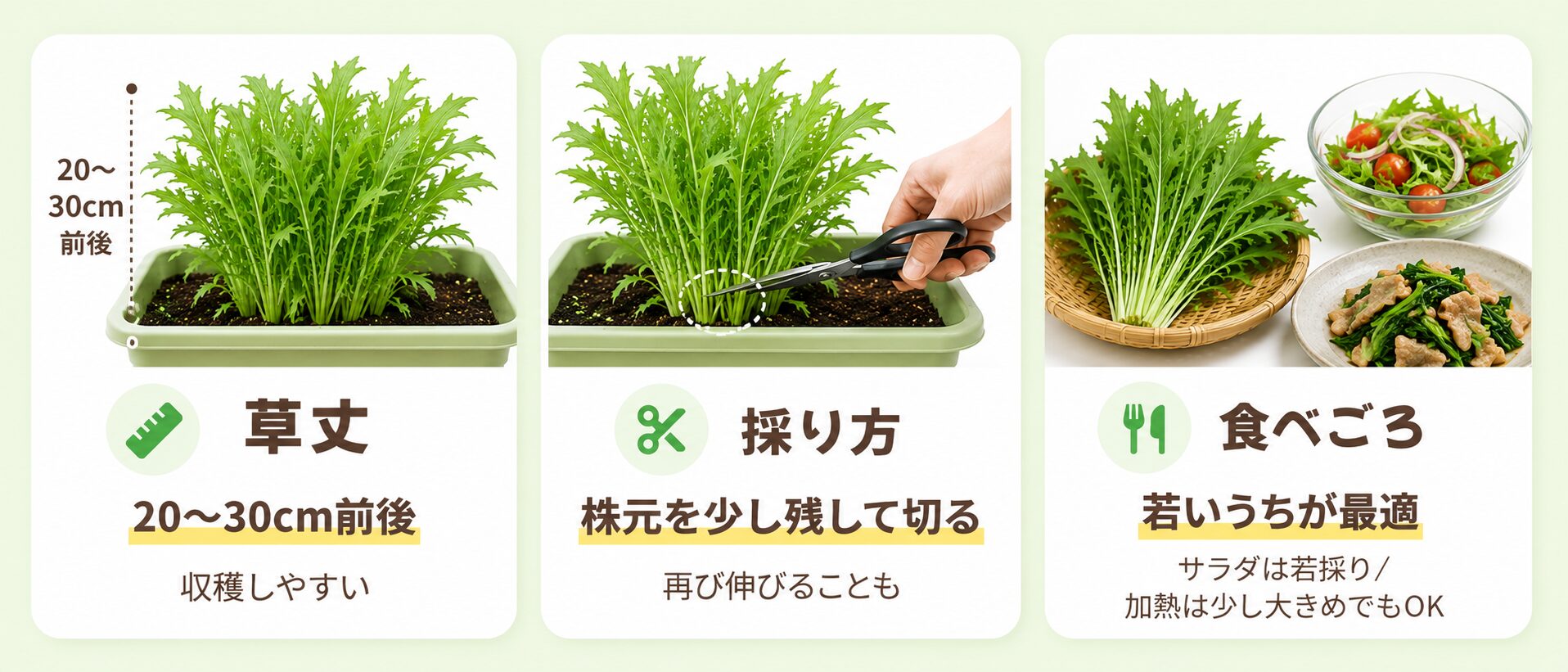 水菜の収穫タイミングを示した図解。草丈20から30cm前後、株元を少し残して切る、若いうちが食べごろのポイント。