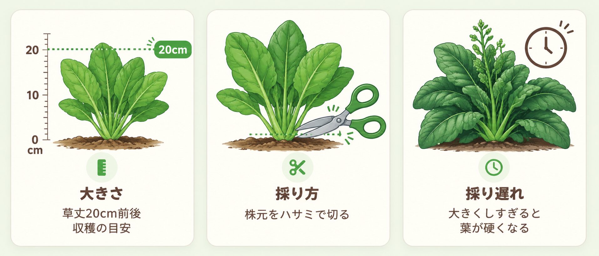 ほうれん草の収穫タイミング。草丈20cm前後、株元をハサミで切る、採り遅れに注意するポイントを示した図解