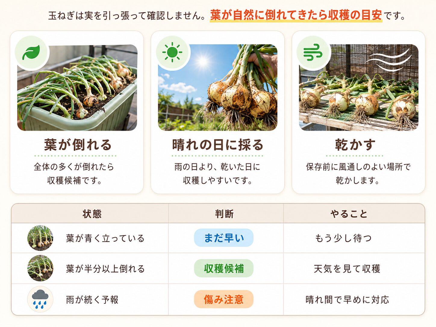 玉ねぎの収穫タイミング。葉が自然に倒れたら収穫候補、晴れの日に収穫し、風通しのよい場所で乾かす流れ