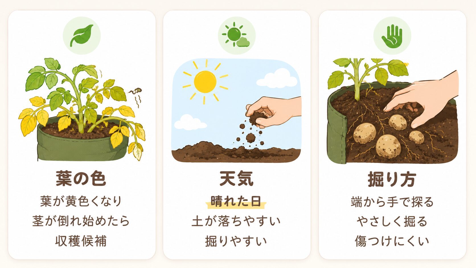 じゃがいもの収穫タイミング。葉が黄色くなる、晴れた日に掘る、端から手で探る収穫方法を示した図解