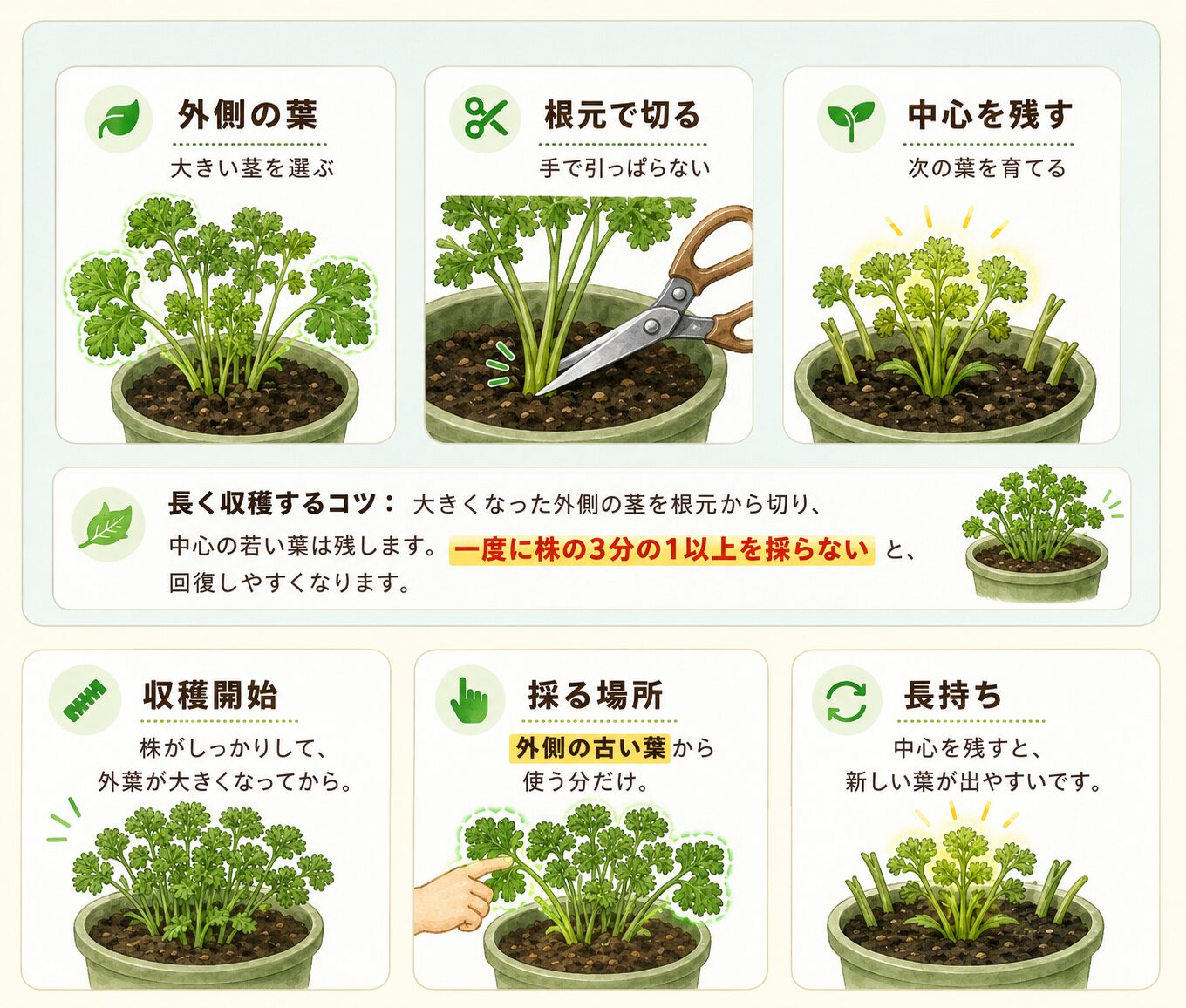 パセリを外側の葉から収穫して長く楽しむ方法
