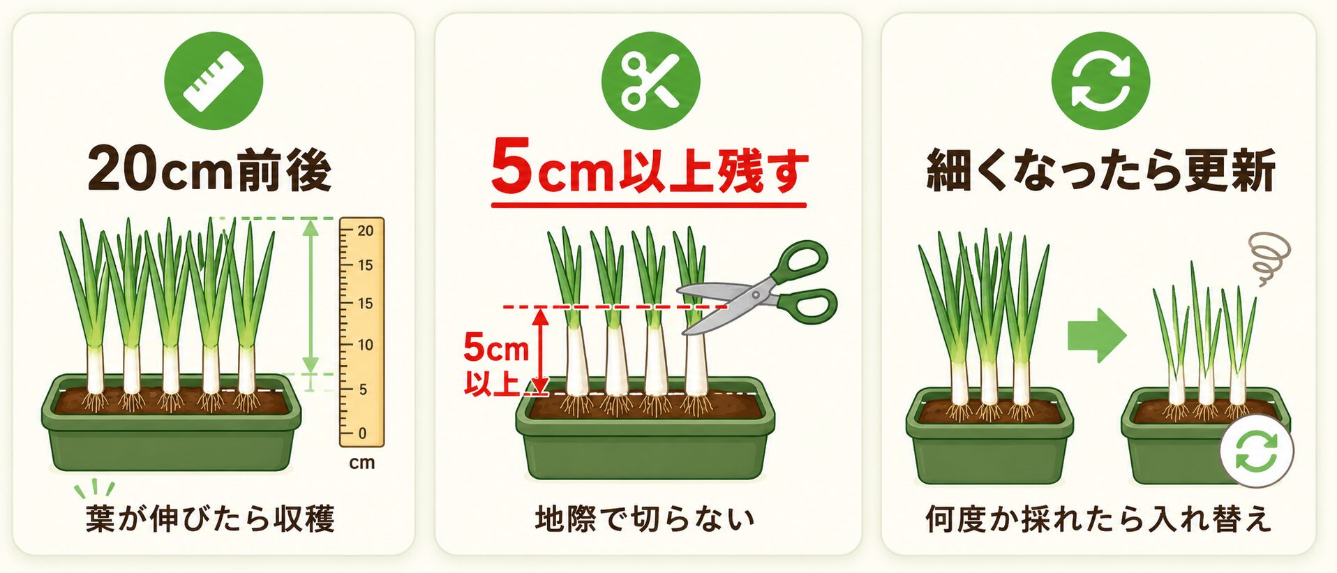 小ねぎの収穫方法と切る位置を示した図解