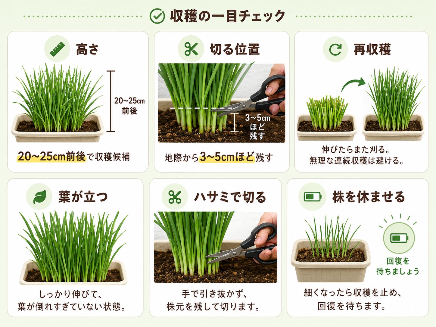 ニラの収穫タイミングと切る位置を示す図解