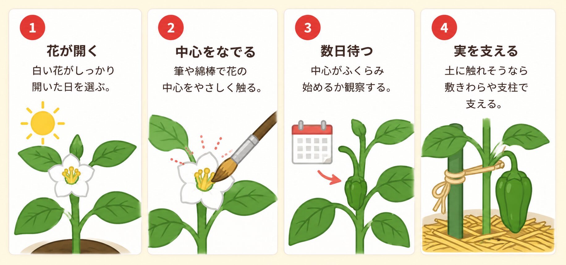 いちごの受粉方法。花が開いたら筆や綿棒で中心をなで、数日後に実のふくらみを確認する図解